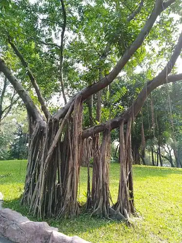 顶天立地的树根