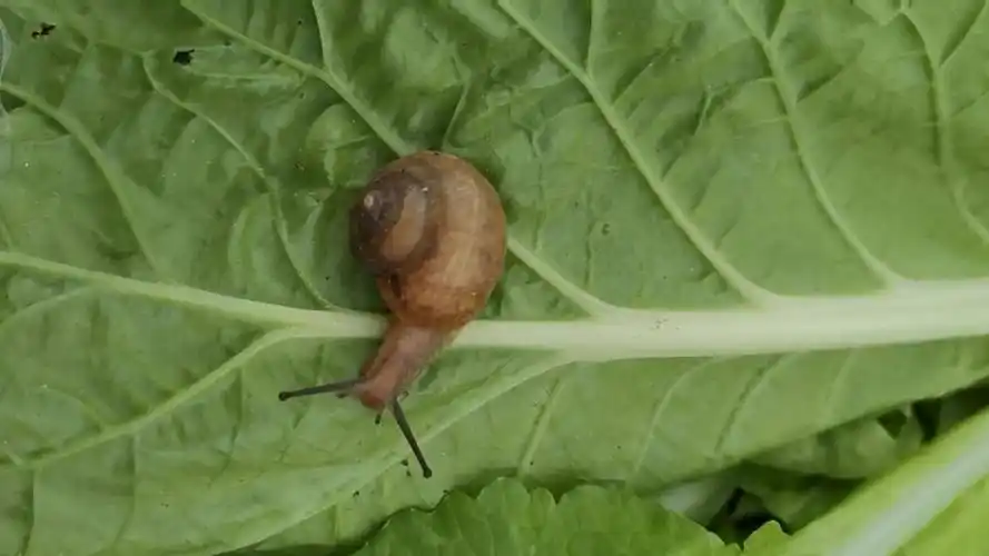 吃菜的蜗牛