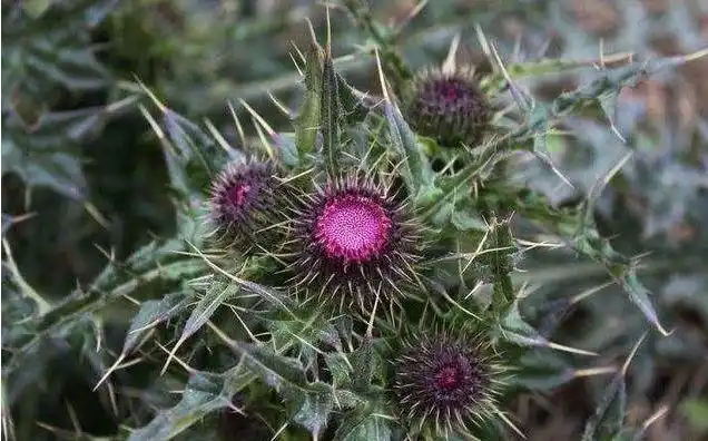 形状狰狞,学名大蓟,又称大刺儿菜,大刺盖,老虎脷等