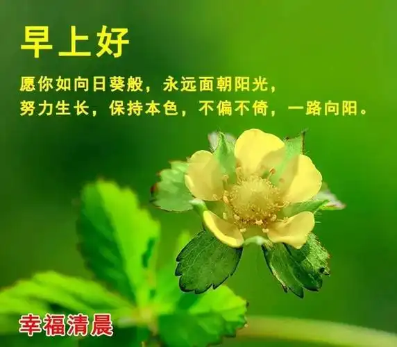 早上好采一片秋天的落叶代表我对你的思念早安