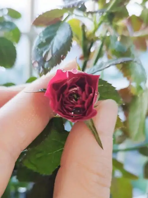 谁给你的力量05这么努力的开花