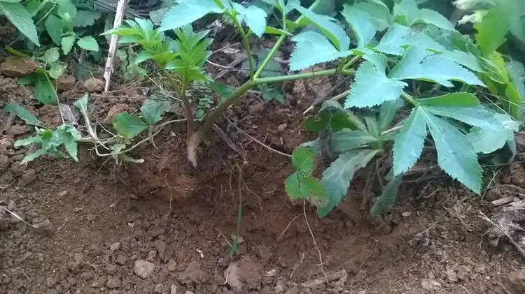 白芷别名芳香,用它做香料,花像雨伞,38元一斤有人靠它发财_样子_叶子