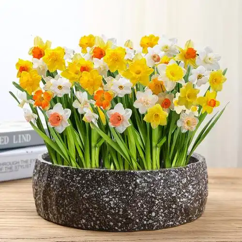 水仙花仿石无孔水培容器桌面绿植碗莲一叶铜钱花盆