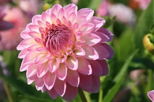 贝拉园艺现货荷兰进口大丽花种球满88包邮中轮合集