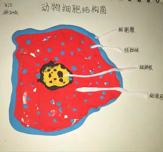 姚知函同学用粘土做了动物细胞结构模型,很好哦!