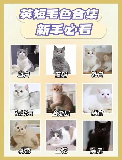 新手养猫9种常见英短花色