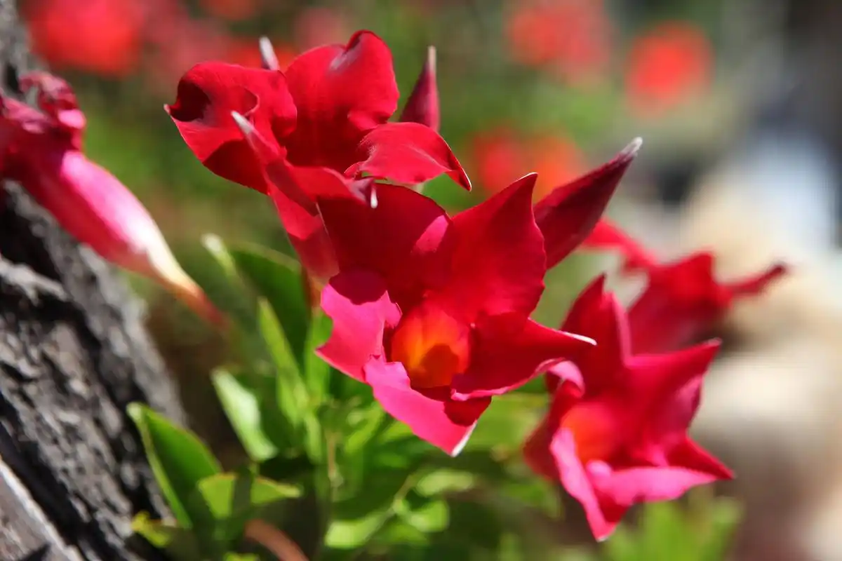 《沈甄陆宴锦衣卫》抖音爆火小说