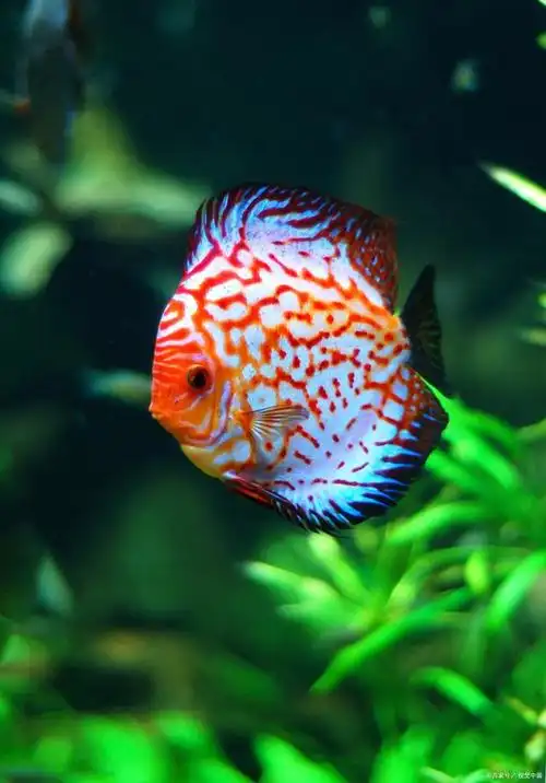 七彩神仙鱼不好繁殖?来这里就对了!