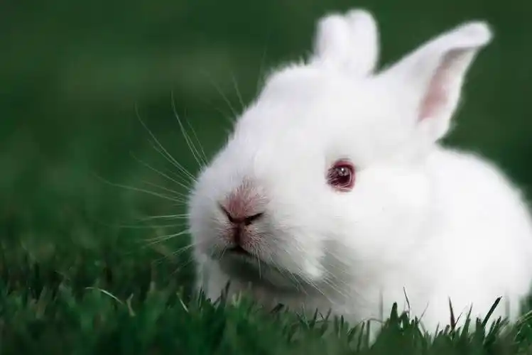 养兔知识:兔子眼药水哪里有卖_眼睛