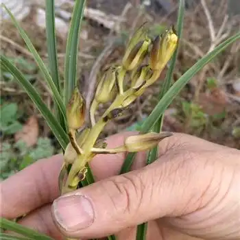 蕙兰水晶边开水晶花