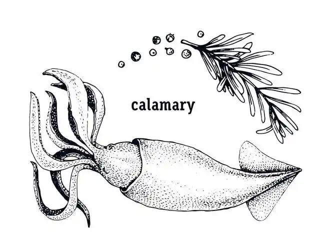鱿鱼,插画,矢量,旧式,标识