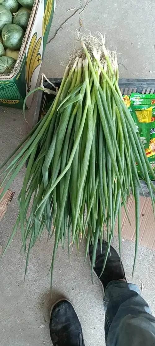 东北小葱倒池葱吉林特产小葱生吃凉拌占酱栽种均可 1000g【图片 价格