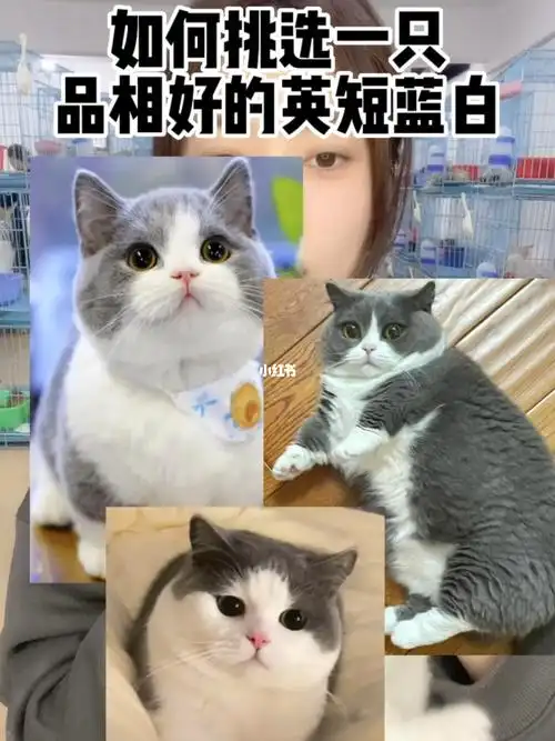 如何挑选一只品相好的英短蓝白
