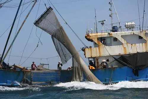 渔船使用特制的拖钯深入海底沙质30公分,把海底翻个底朝天,一网打尽