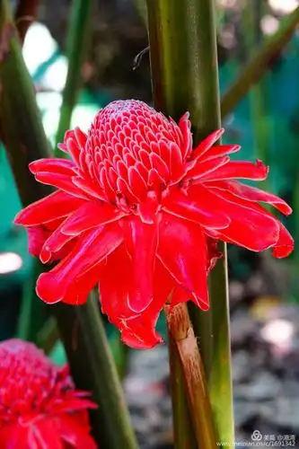 摄影 热带花卉   热带花卉园内保存着热带花卉100多个种300多个品种