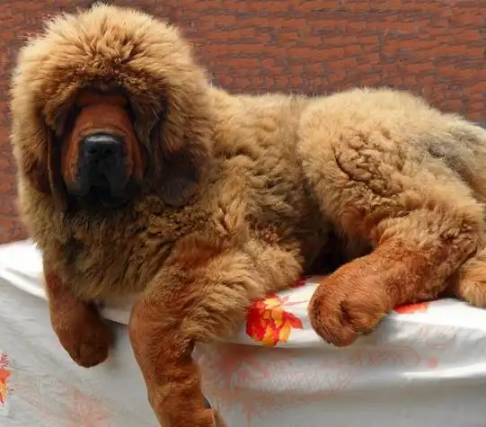 精品幼獒荟萃 - 天府钰淳雪域神獒园