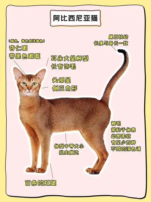 猫图鉴阿比西尼亚猫古埃及守护精灵