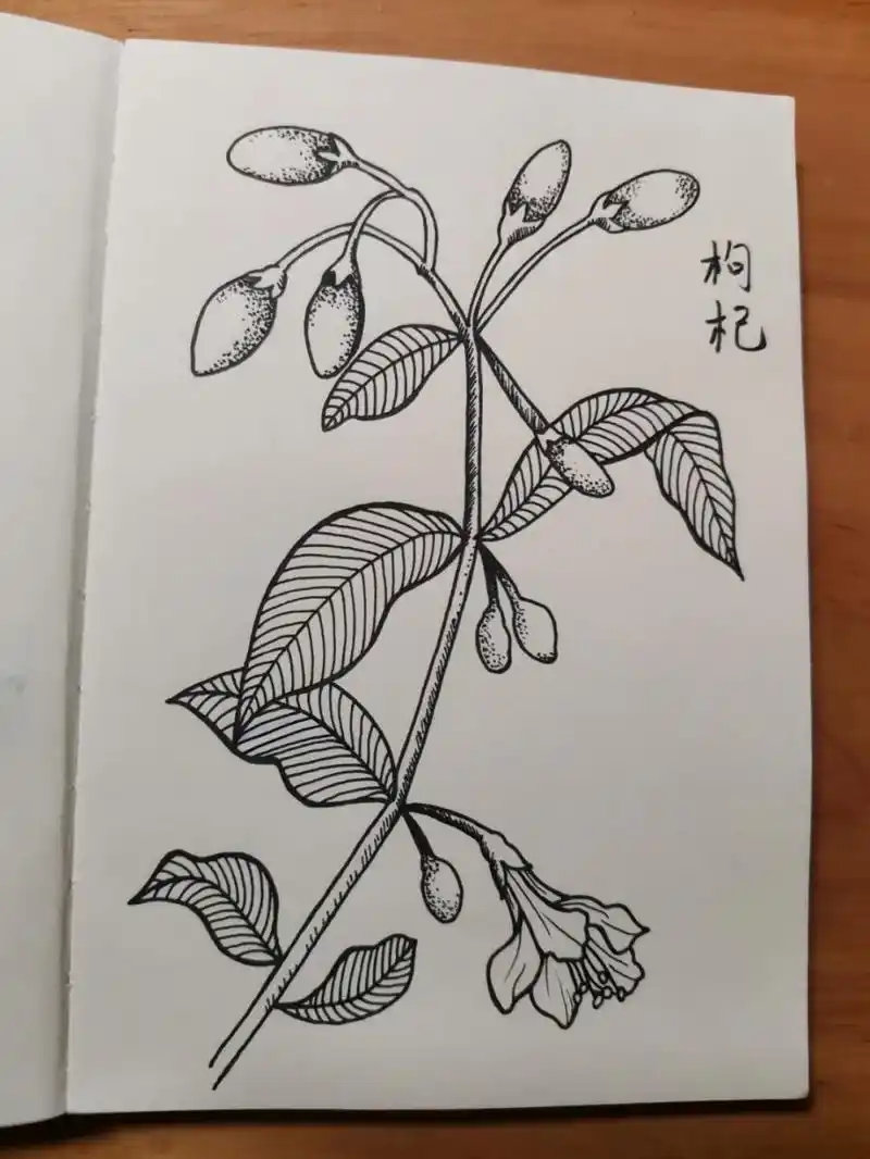 零基础学画画116～枸杞(附步骤) 临摹《一笔一世界》 枸杞又名红耳坠