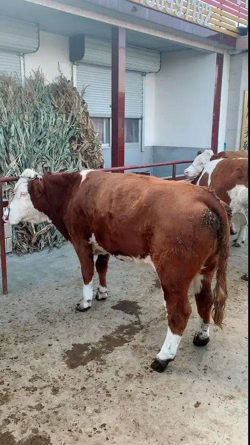 莱州肉牛老葛给客户挑选的怀胎大母牛