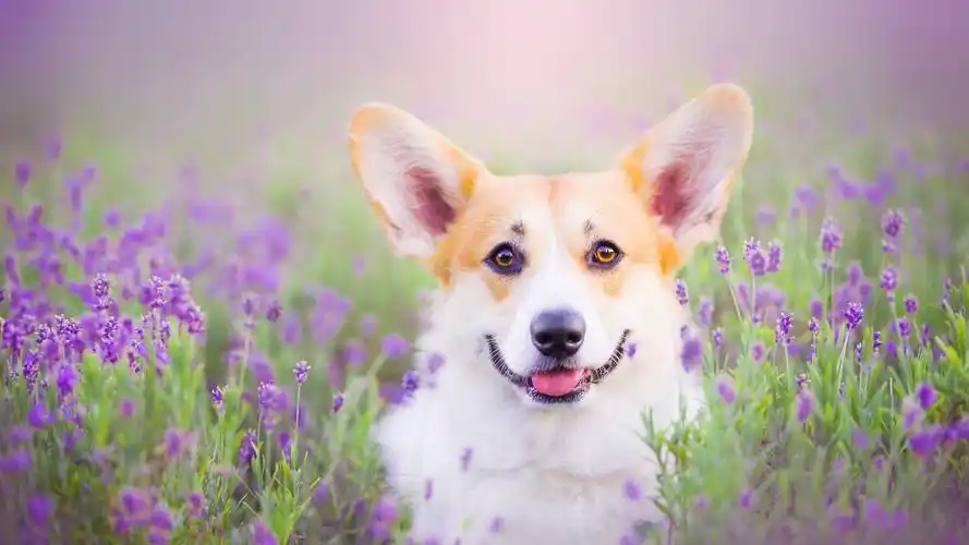 狗 动物 萌宠 柯基 汪星人 萌宠动物壁纸