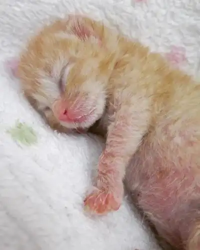 车库传来猫叫声,发现一窝刚出生的小猫,全都是橘的,这下头大了