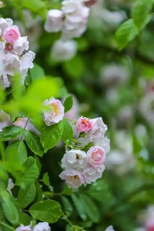美浪漫唯美花海大片正在崇州热映