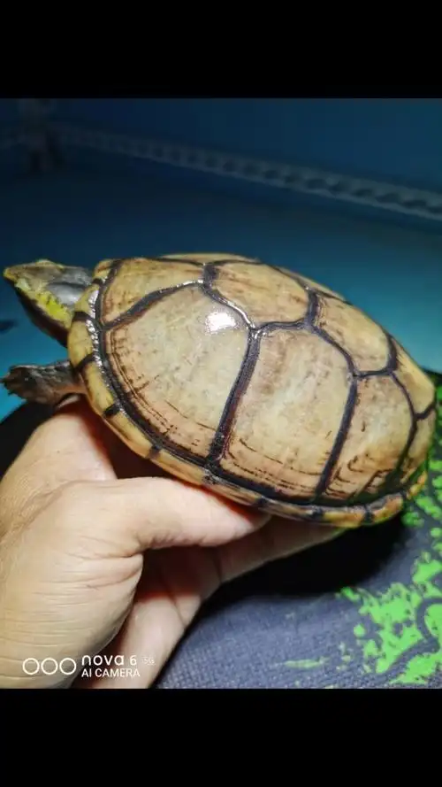 北部白唇蛋龟陆续开始下蛋