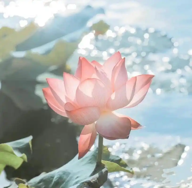 荷花微信头像 配名心如止水,好运莲莲～水幽寒～哈哈哈哈嗝