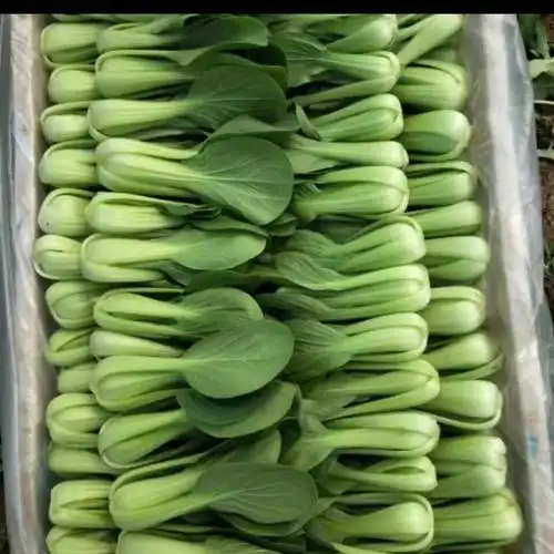 上海青3斤小青菜新鲜江时令蔬菜小油菜四季青【图片 价格 品牌 报价】
