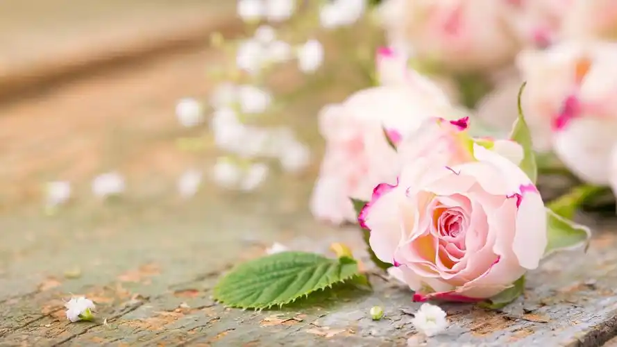 清新玫瑰花壁纸