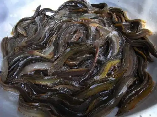 衡阳台湾泥鳅苗批发价格