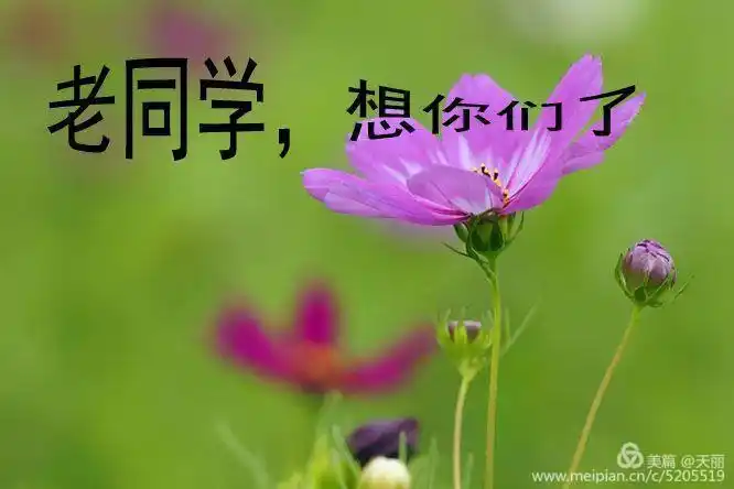 难忘同学情,送给老同学!