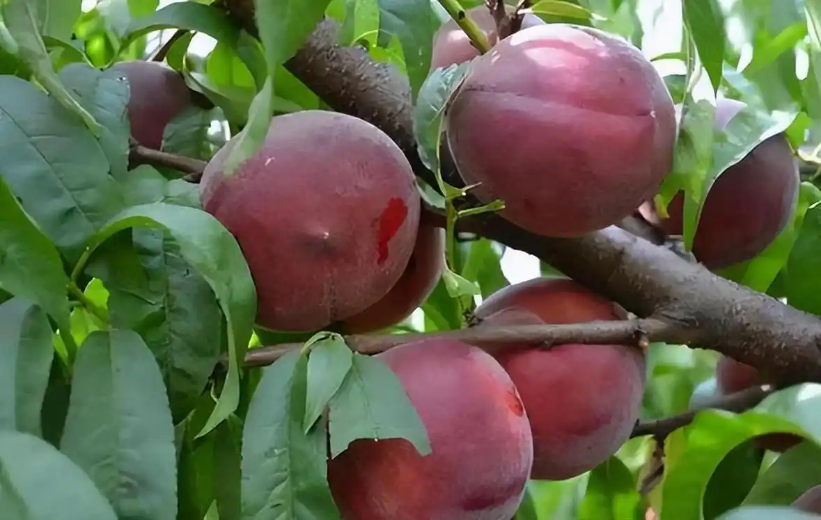 这种果树,适合种在自家庭院里,耐寒耐旱易养活,产量还很高