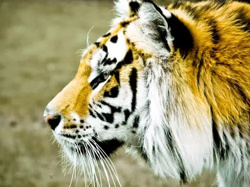 虎脸侧视图,模糊背景 壁纸 - 1920x1440