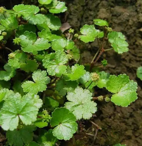 江西金钱草_王氏肾病中医诊所,肾炎水肿,尿蛋白,肾功能不全,肾病综合