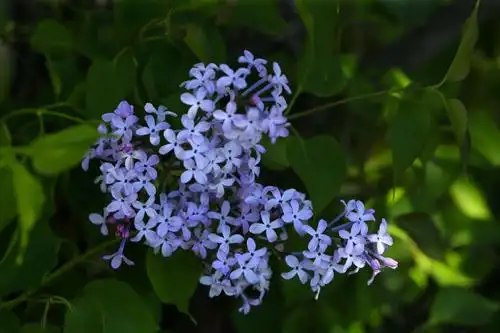 香喷喷的丁香花