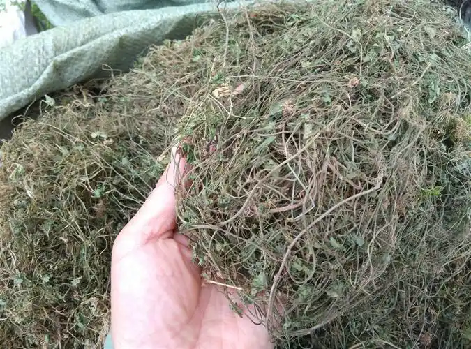 广西壮乡中草药 野生 满天星 天星草 产地 广西柳州