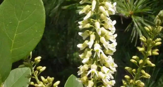 二回羽状复叶的植物有哪些