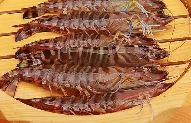 虾的种类及图片大全