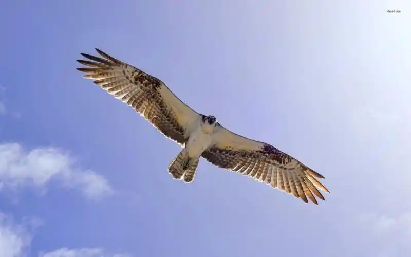 猎鹰全高清壁纸和背景