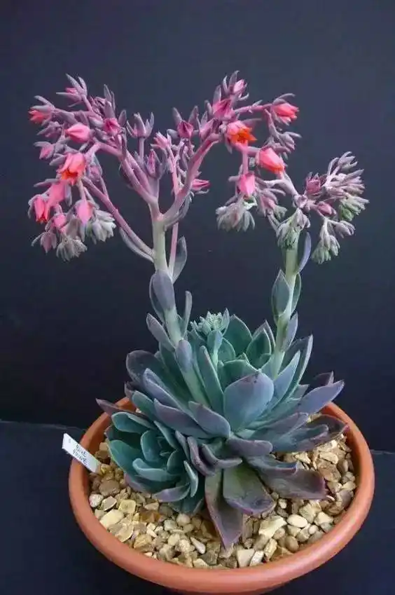 多肉开花,好美!