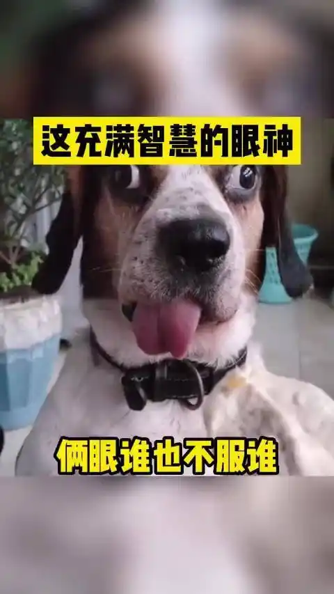 狗子这充满智慧的眼神,俩眼谁也不服谁