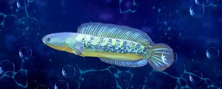 雷龙鱼需要加温吗怎么养好哪些雷龙鱼不用加温