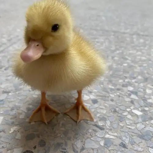 可爱的小鸭鸭