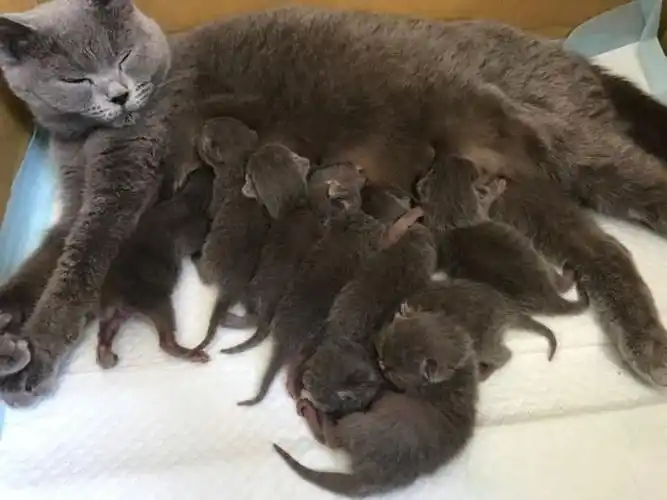 家里的猫生下了六只小猫,都订好了人家,但是怕母猫伤心,有什么正确又