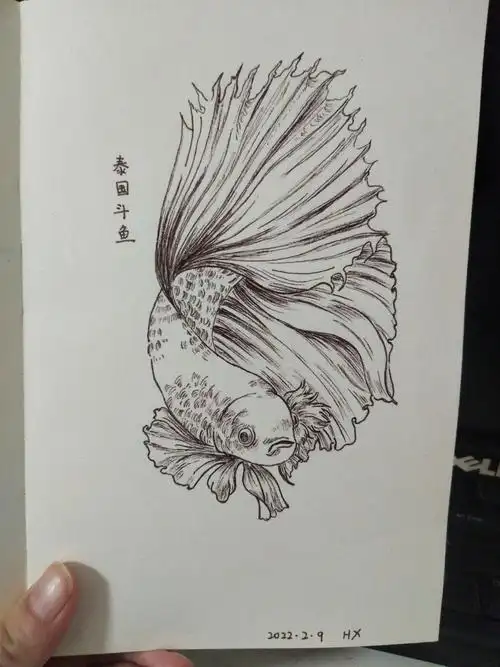 针管笔钢笔画动物白描斗鱼水母海豹