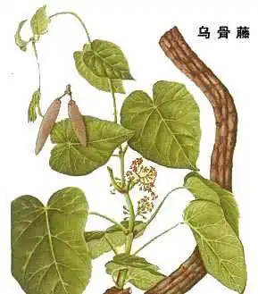 乌骨藤的功效与作用_乌骨藤药用价值_入药部分 - 中医药网