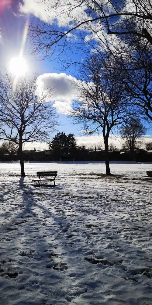 加拿大的雪景户外冬天