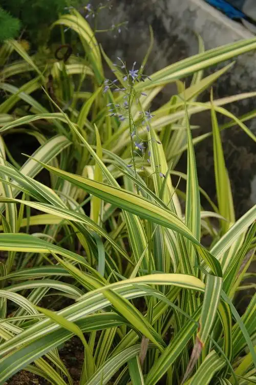 花叶山菅兰dianella ensifolia marginata