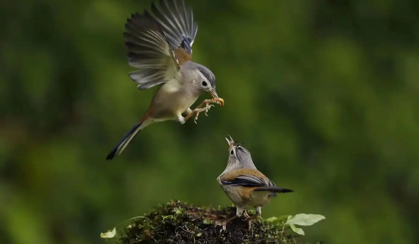 自然拍摄#大自然风光 #鸟类摄影 - 抖音